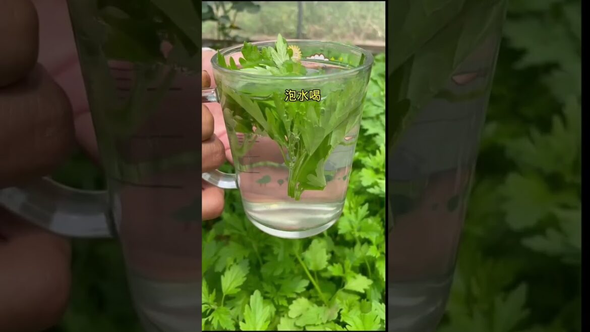 gardening ideas for home/enjoy with my garden