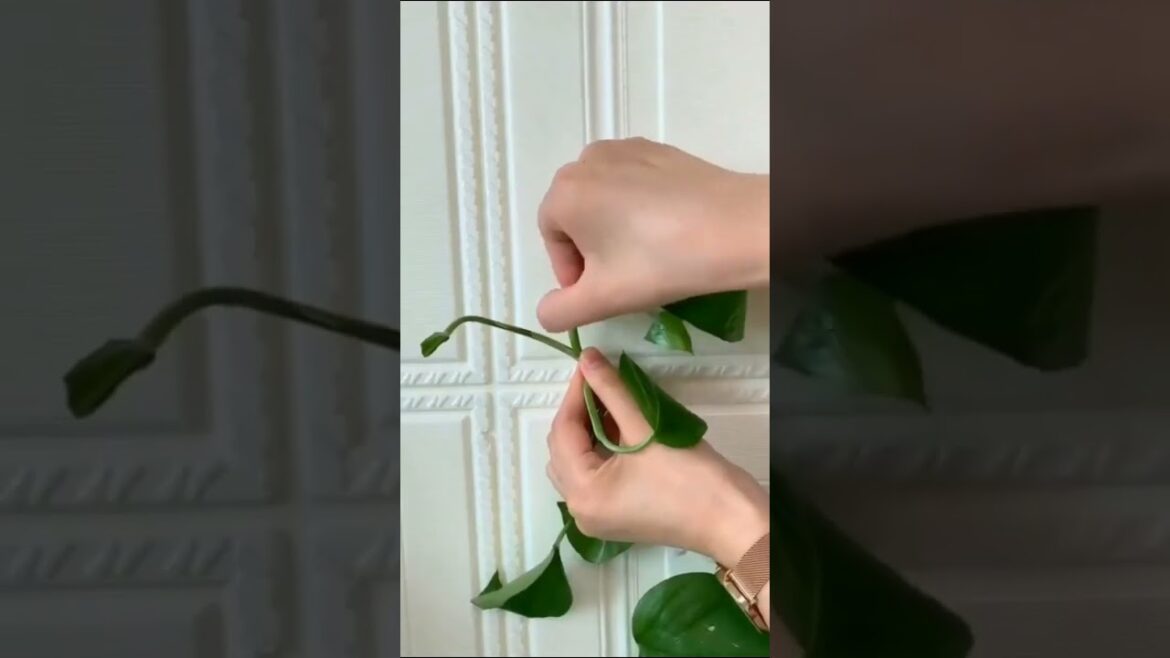 Gardening • Balcony garden • Terrace Garden • Indoor Gardening • Outdoor Gardening • Tips  #Shorts