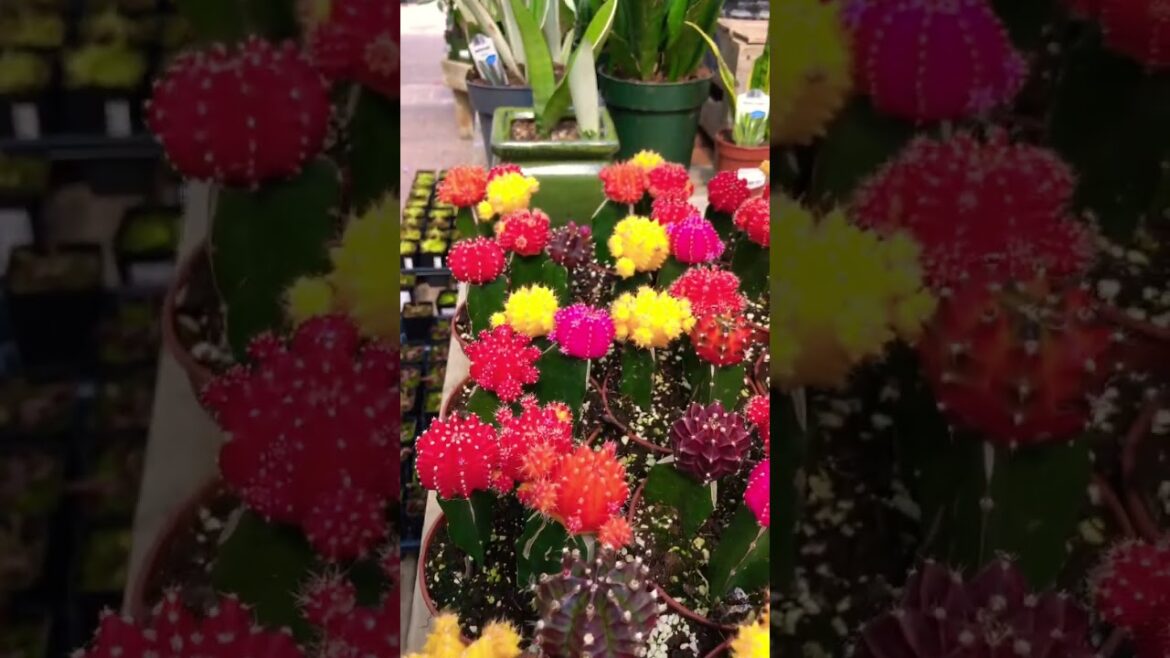 Gardening 2023 Container Recipe Gardening #shorts #viral #trending #plants #cactus #prettygirl