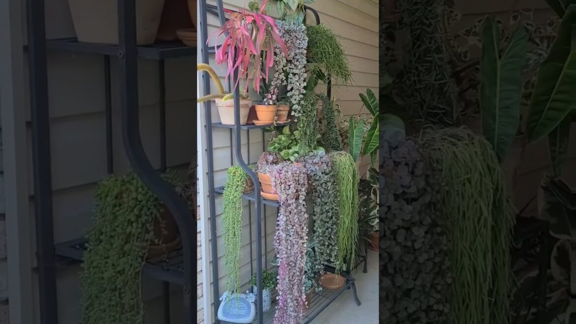 Gardening • Balcony garden • Terrace Garden • Indoor Gardening • Outdoor Gardening • Tips  #Shorts