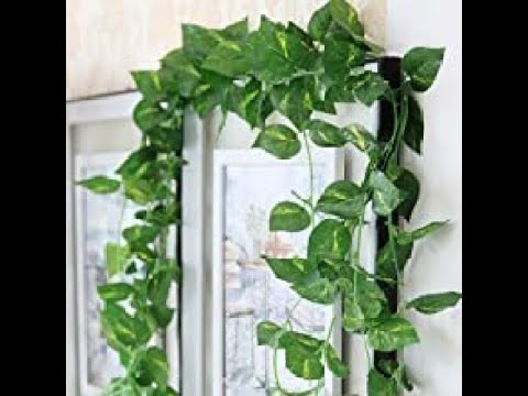 Yumun 7 Ft Artificial Money Plant Creeper For Wall Hanging Plant Home Yumun 7 Ft Artificial Money Plant Creeper For Wall Hanging Plant Home