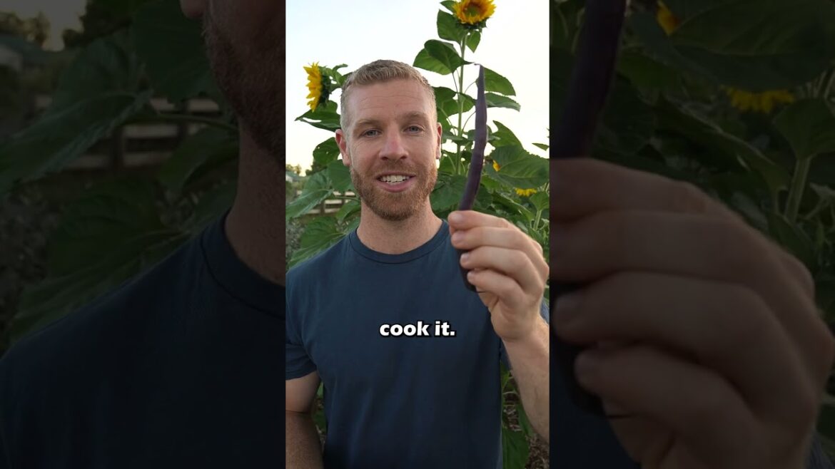 The Magic of Purple Runner Beans - Revealing the Green Chlorophyll