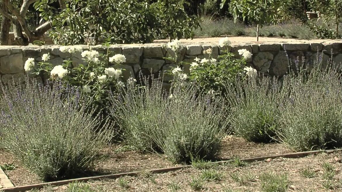 Mediterranean Garden Ideas