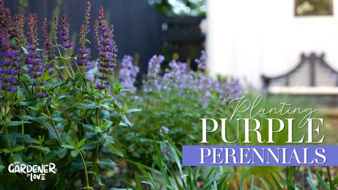 Planting Purple Perennials | Gardener in Love
