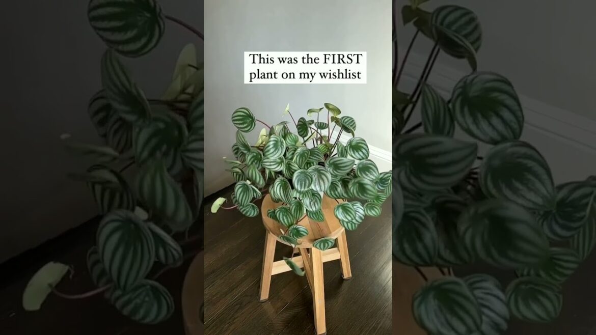 Gardening • Balcony garden • Terrace Garden • Indoor Gardening • Outdoor Gardening • Tips  #Shorts