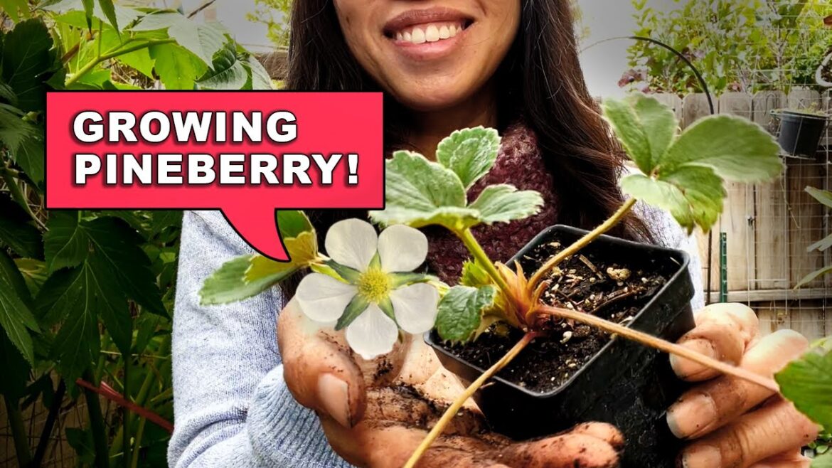 Planting Pineberry, Mint and a Surprise Fruit in a Vertical Garden + GIVEAWAY Planting Pineberry, Mint and a Surprise Fruit in a Vertical Garden + GIVEAWAY
