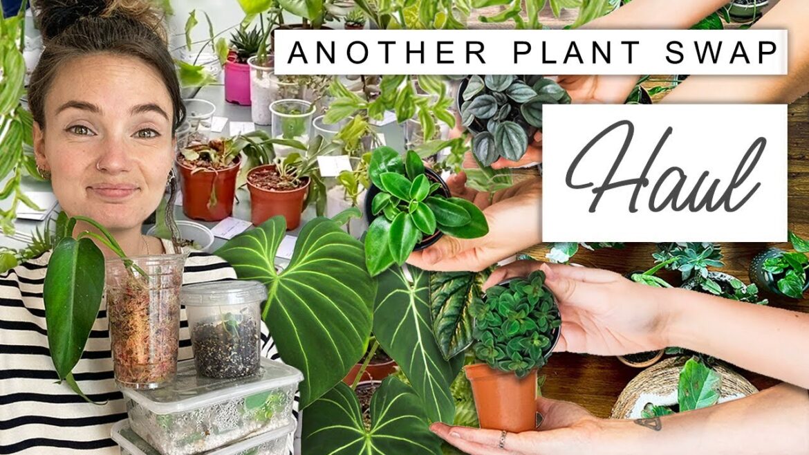 Another Plant Swap HAUL + Vlog 🌿 Huge House Plant Swap Haul