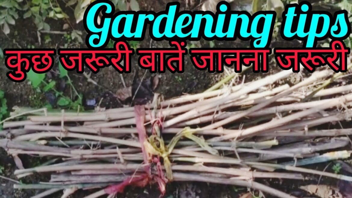 Gardening Tips/ Simple tips for gardener/ कुछ जरूरी बातें/ गार्डेनिंग मे उपयोगी टिप्स जो जानना जरूरी Gardening Tips/ Simple tips for gardener/ कुछ जरूरी बातें/ गार्डेनिंग मे उपयोगी टिप्स जो जानना जरूरी