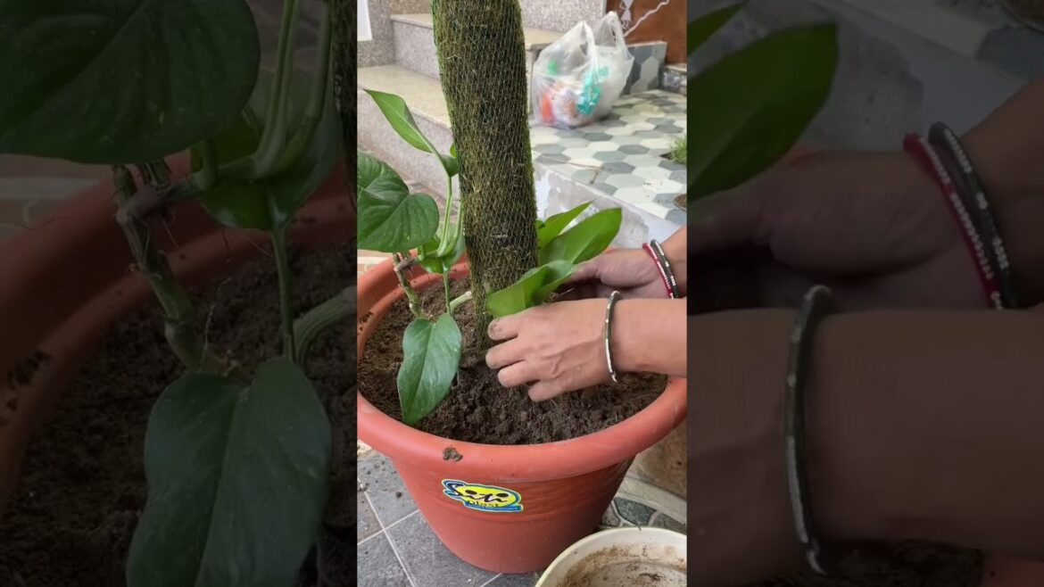 Money Plant nahi hai ??😨 || House Plant #youtubeshorts #moneyplant #gardening #money #dailyvlog