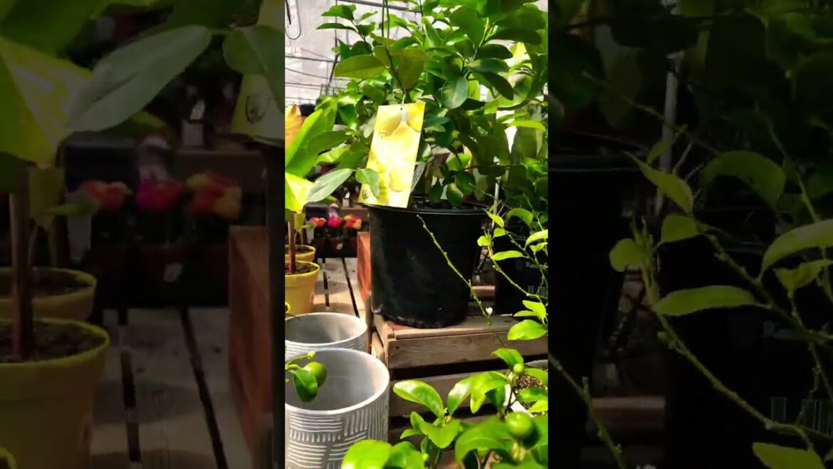 Container Gardening Recipe 2023 Lemon And Lime Plants #shorts #viral #plants #trending #garden