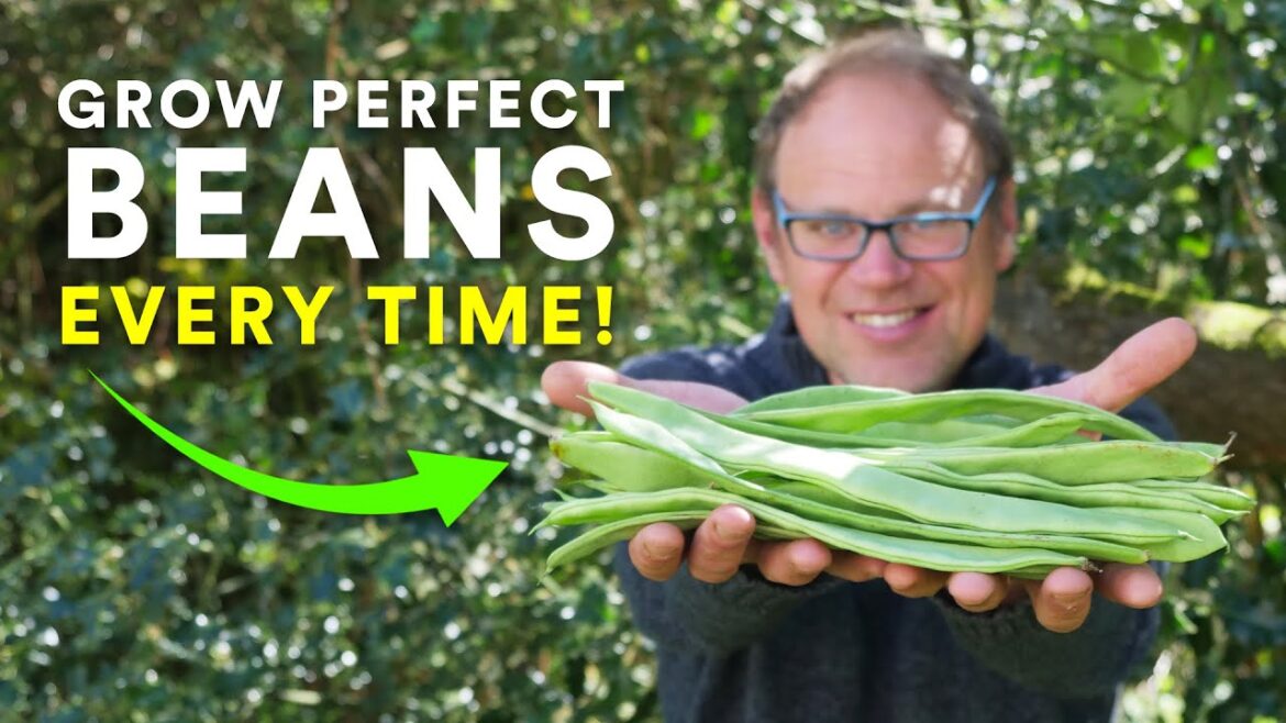 Grow Perfect Beans Every Time