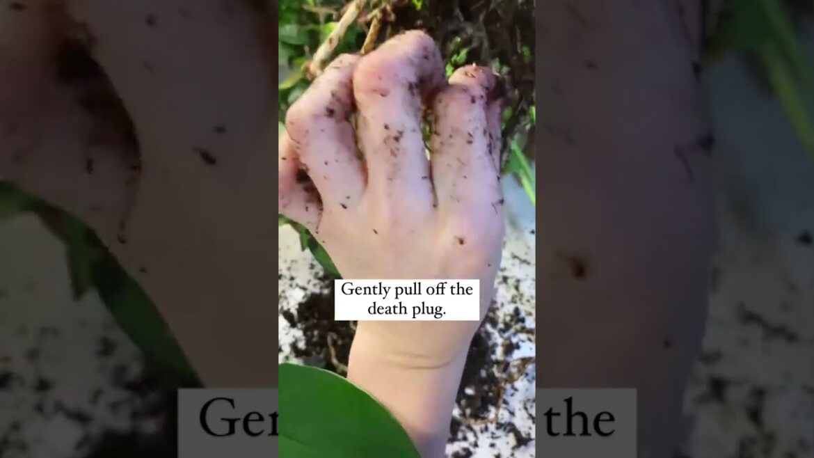 Gardening • Balcony garden • Terrace Garden • Indoor Gardening • Outdoor Gardening • Tips  #Shorts