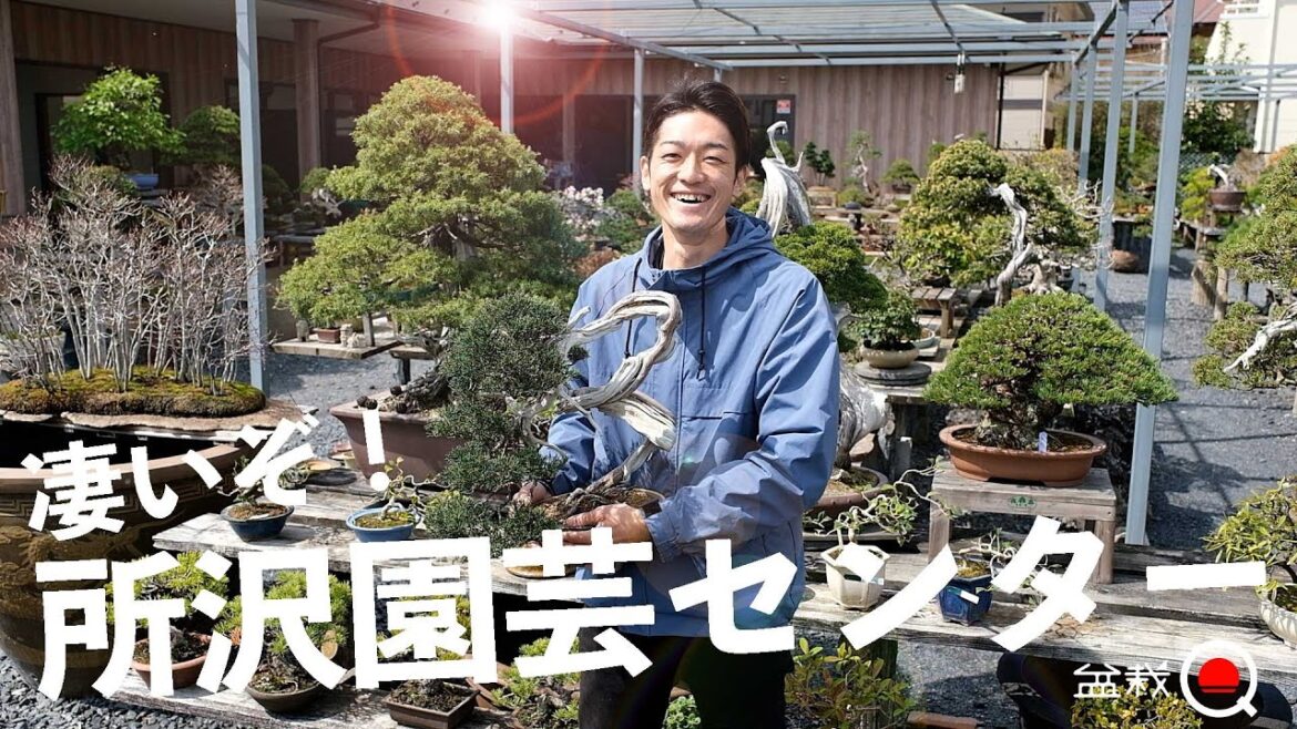都内から通える最強の盆栽教室⁉所沢園芸センターが凄い!【盆栽Q】 都内から通える最強の盆栽教室⁉所沢園芸センターが凄い!【盆栽Q】