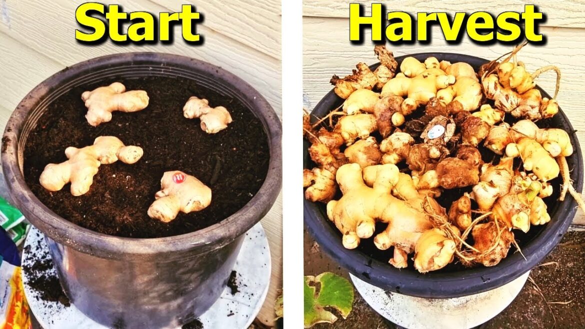 How to Grow Ginger From STORE Bought Ginger in Containers