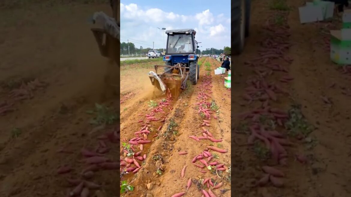 Harvest Sweet Potatoes #agriculture #harvesting G4596