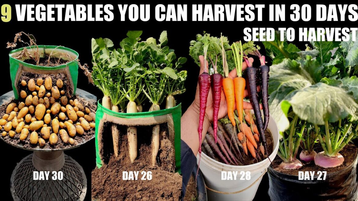 Top 9 Fast Growing Vegetables | SEED TO HARVEST IN 30 DAYS Top 9 Fast Growing Vegetables | SEED TO HARVEST IN 30 DAYS