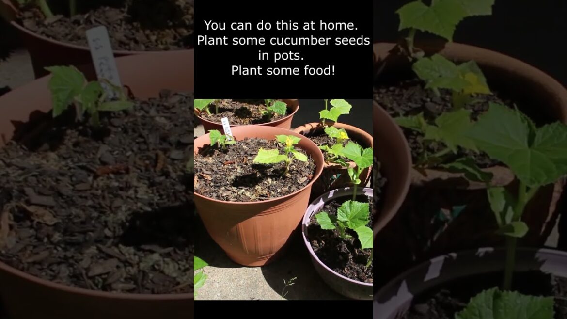 Cucumber Plants In Pots | Plant Some Food Cucumber Plants In Pots | Plant Some Food
