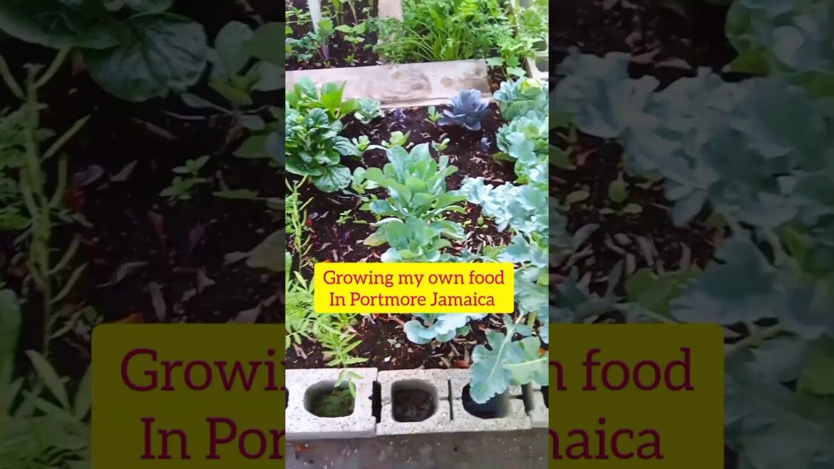 Garden Ideas For Home #shorts #video