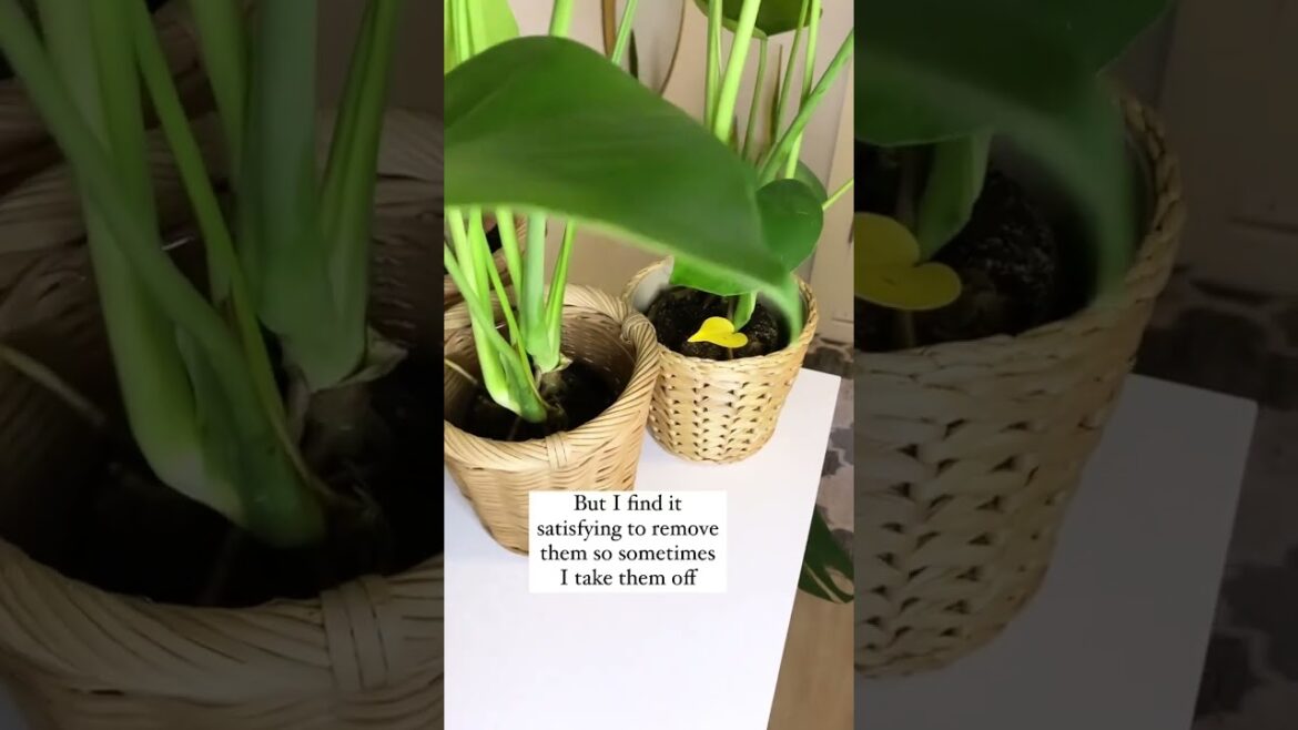 Gardening • Balcony garden • Terrace Garden • Indoor Gardening • Outdoor Gardening • Tips  #Shorts