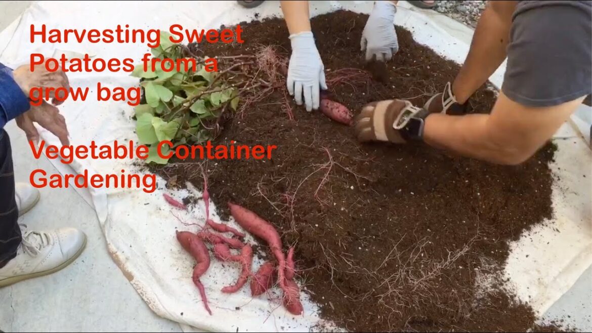 Harvesting sweet potatoes from grow bag | Container Vegetable Gardening Harvesting sweet potatoes from grow bag | Container Vegetable Gardening