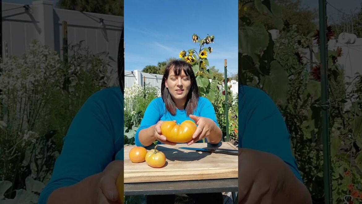 HUGE Suzy's Beauty Dwarf Beefsteak Tomato #tomatoes #heirloomseeds #garden  #vegetablegarden