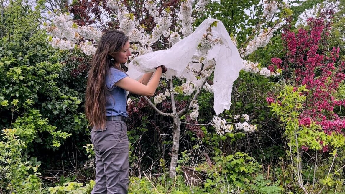 How to Protect Plants from a Late Spring Frost How to Protect Plants from a Late Spring Frost