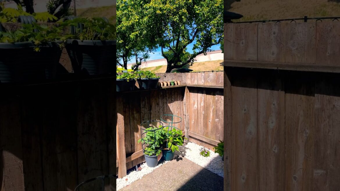 THE LORD MADE ALL THINGS👩🏽‍🌾 🌿 ☀️ #gardening #containergardening #spring #jesus