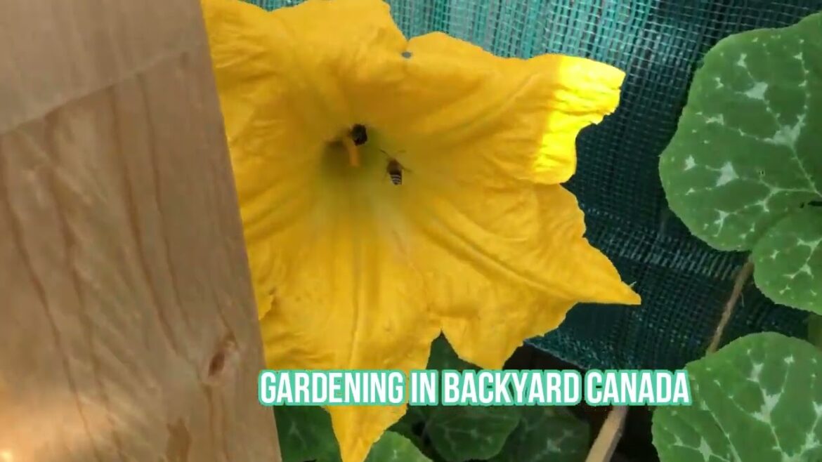 Small Scale Vegetable & Perennials Garden Tour | Gardening Backyard Canada Tour Video, Going Ease