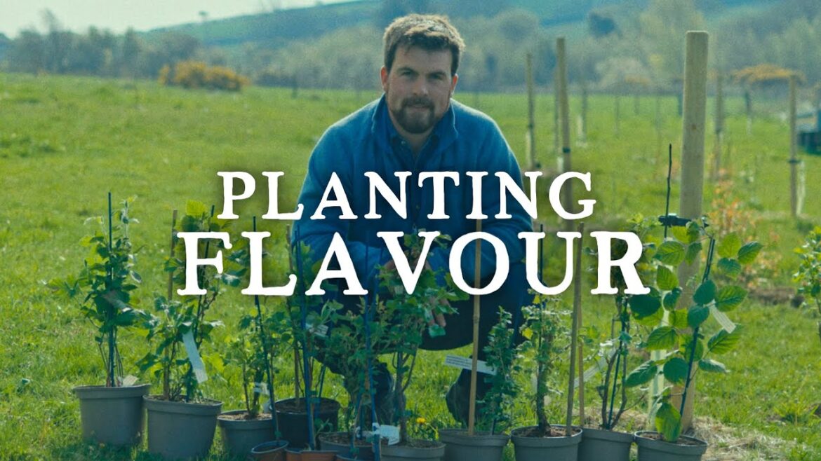 Spring Planting & Soft Fruit Collection | Huw's Garden Diaries