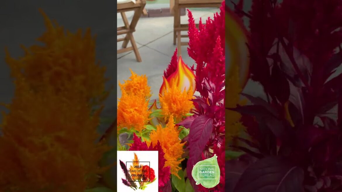 All-America Selections Flowers & Vegetables: Garden Tip: Add Sakata Flamma Celosia to “heat up” your ourdoor firepit! Garden Tip: Add Sakata Flamma Celosia to "heat up" your ourdoor firepit!