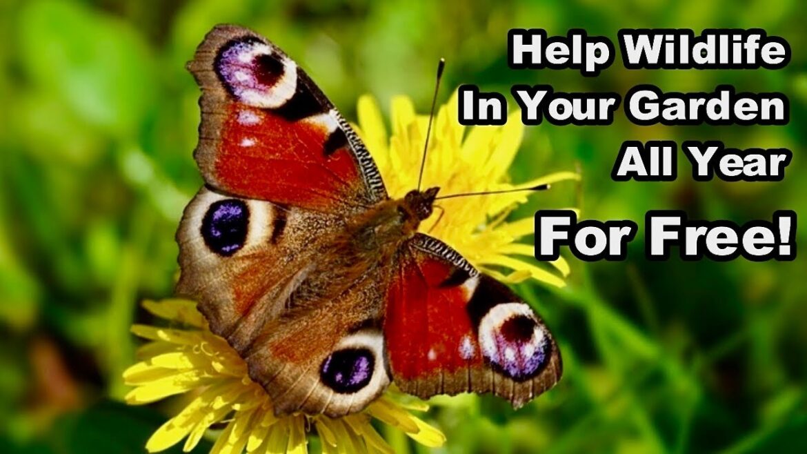 How To Help WILDLIFE in YOUR GARDEN – ALL YEAR – FOR FREE! How To Help WILDLIFE in YOUR GARDEN - ALL YEAR - FOR FREE!