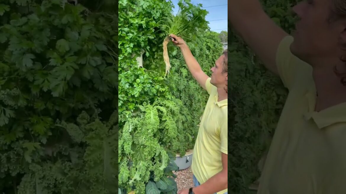 Aeroponic kale and parsley harvested from our