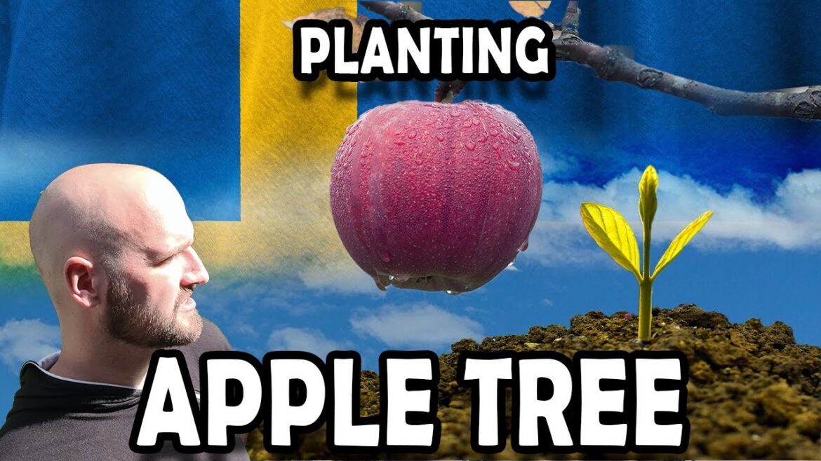 Planting a apple tree Planting a apple tree