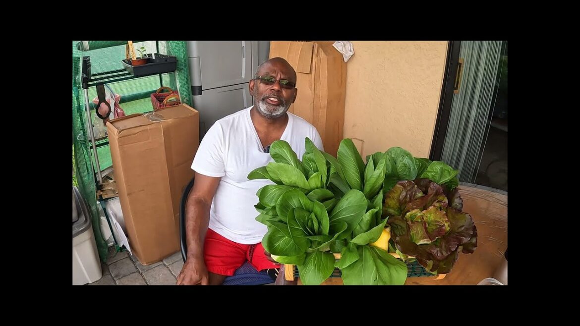 Garden Tour | Shopping For Lettuce, Bok Choy, and Squash Garden Tour | Shopping For Lettuce, Bok Choy, and Squash