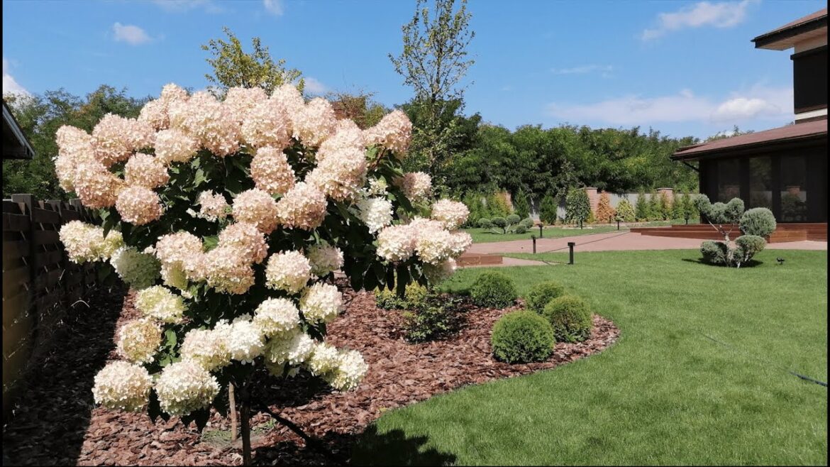 Landscape disign ideas. Maximizing Space in Your Garden: Clever Landscaping Ideas for Small Yards.