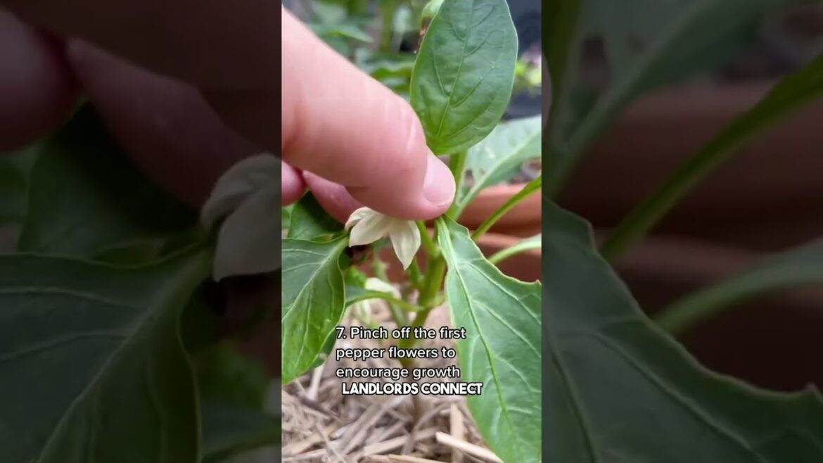 Tips from the gardener who has been doing it for more than a decade - Part 2