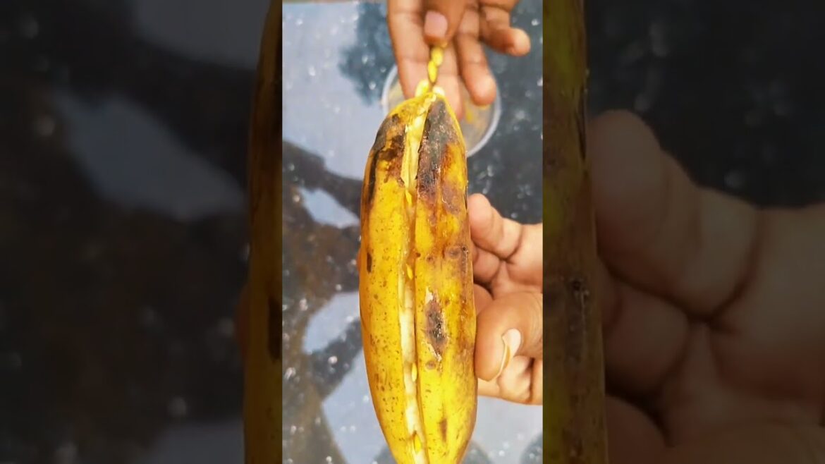 Grow Melon in recycled container | #trending #gardening #shorts