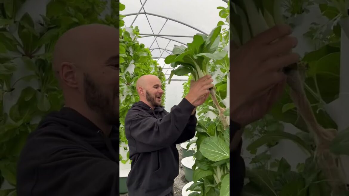Bok Choy harvested from an aeroponic vertical farm