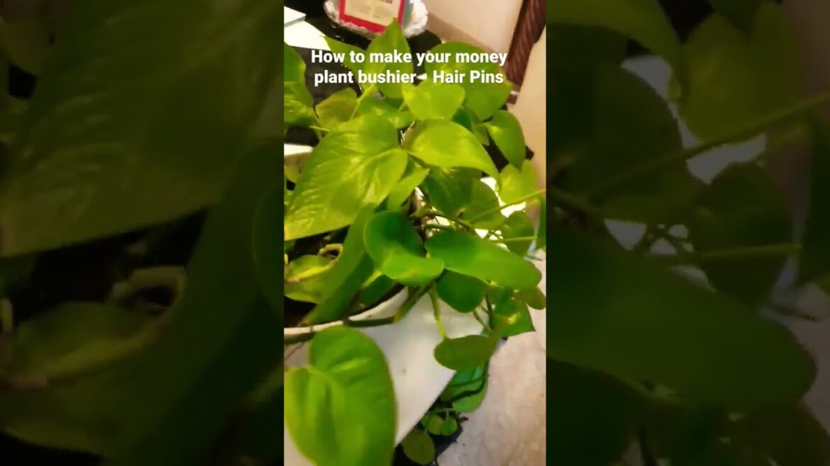 How to make your money plant bushier 💚💚 #moneyplant #moneyplantcare #plants #gardeningtips #plant