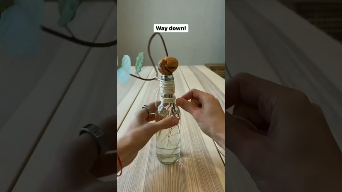 Gardening • Balcony garden • Terrace Garden • Indoor Gardening • Outdoor Gardening • Tips #Shorts Gardening • Balcony garden • Terrace Garden • Indoor Gardening • Outdoor Gardening • Tips #Shorts