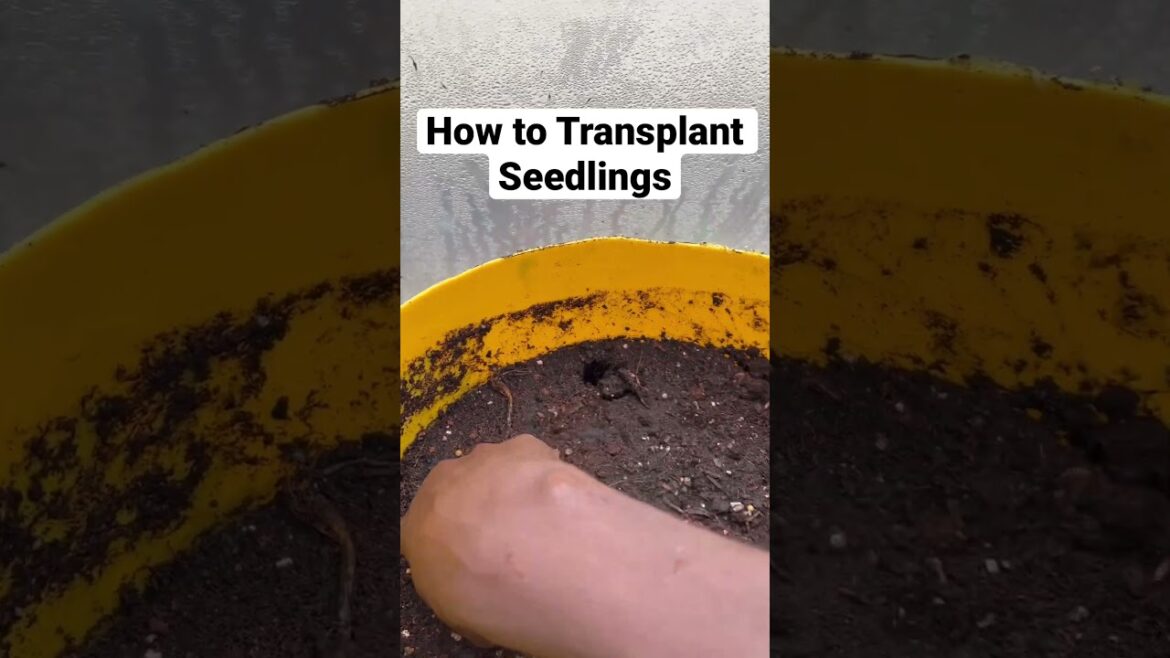 How to Transplant Seedlings  in Containers (Transplanting Tips)