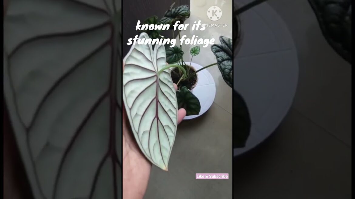 Alocasia 'Dragon Scale'@Rooted Greens #shorts #shortvedios #how to #house plant #Indoor plants#decor