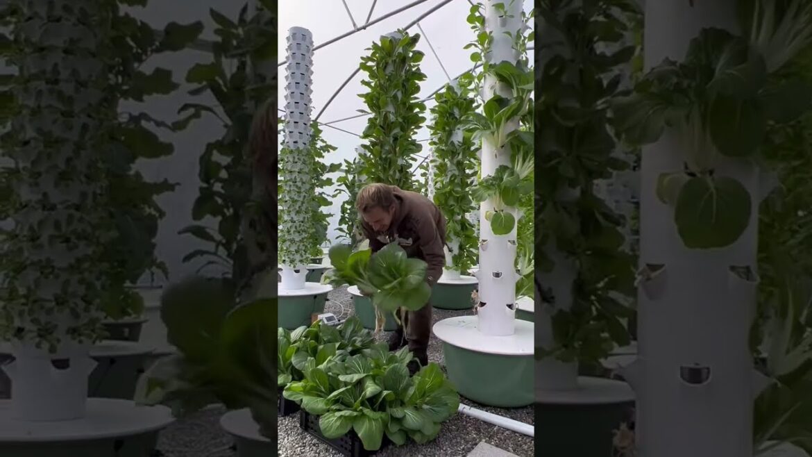 Bok Choy harvested from Italy’s first vertical farm