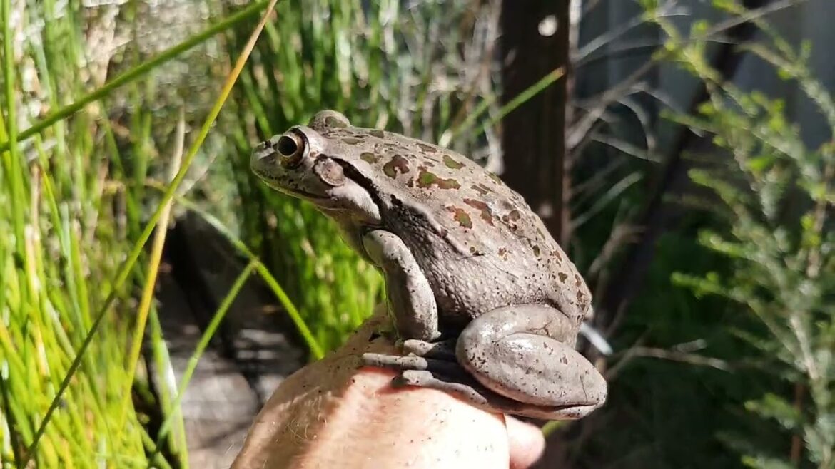 Beautiful Western Australian Motorbike Frog That I Rescued From My Front Yard & Put In My Backyard!