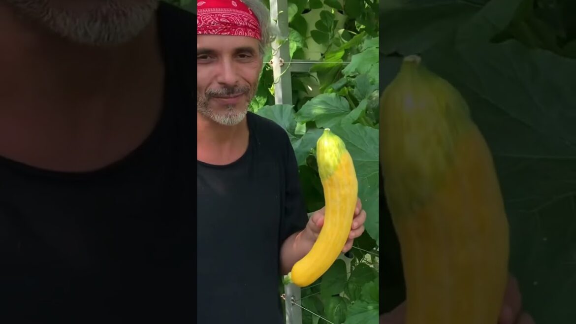 5 incredible zucchini varieties that you can grow