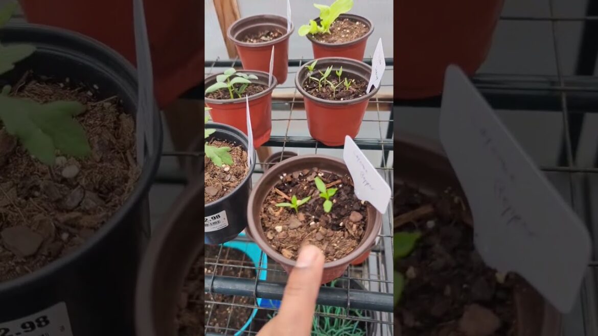 Gardening tips for beginners #garden