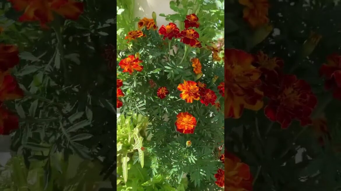 Calendulas, zinnias, marigolds, pansies and more #diyverticalgarden Calendulas, zinnias, marigolds, pansies and more #diyverticalgarden