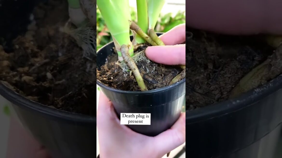 Gardening • Balcony garden • Terrace Garden • Indoor Gardening • Outdoor Gardening • Tips  #Shorts