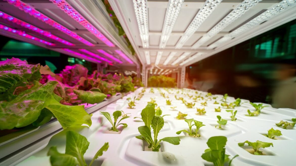 Indoor Garden Supplies: 3 Best Products for Growing Indoor Gardens