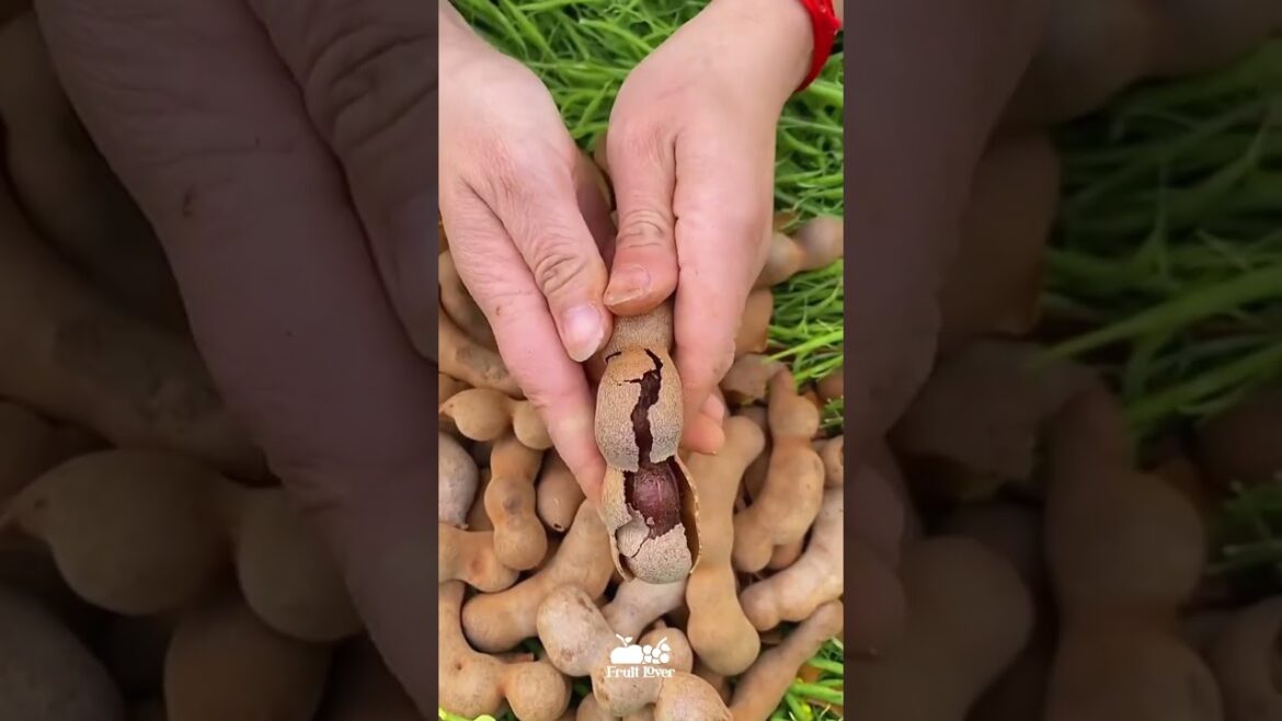 Best Oddly Satisfying Video & Relaxing Music | fruit cutting video #viral #shorts #food #26 Best Oddly Satisfying Video & Relaxing Music | fruit cutting video #viral #shorts #food #26